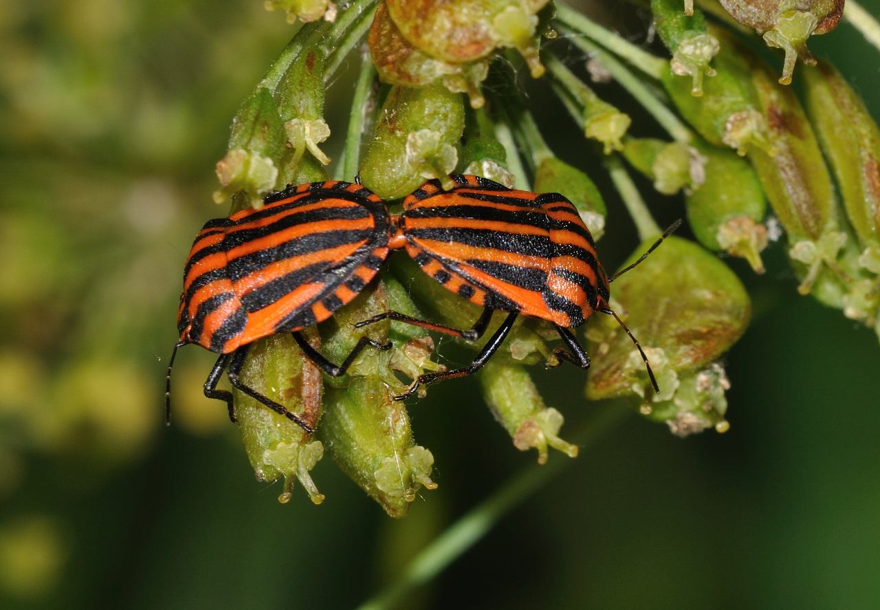 Graphosoma lineatum ssp. italicum